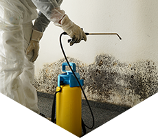 Mold Remediation